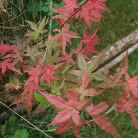 La Clef De Bois